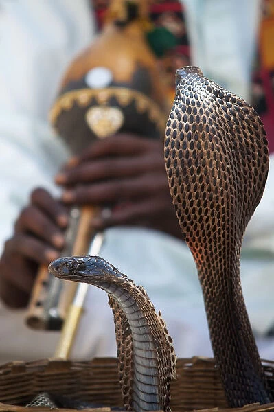 Snake Dancing To Flute Music; Jaipur, Rajasthan, India
