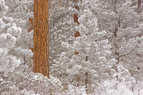 Snow-covered Ponderosa Pine trees, Mount Hood National Forest, Oregon, USA