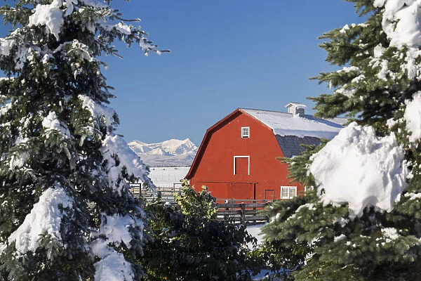 Snow Covered Red Barn Framed Between Snow Covered Evergreen Trees With Snow Covered Mountains And Blue Sky In The Background; Alberta, Canada