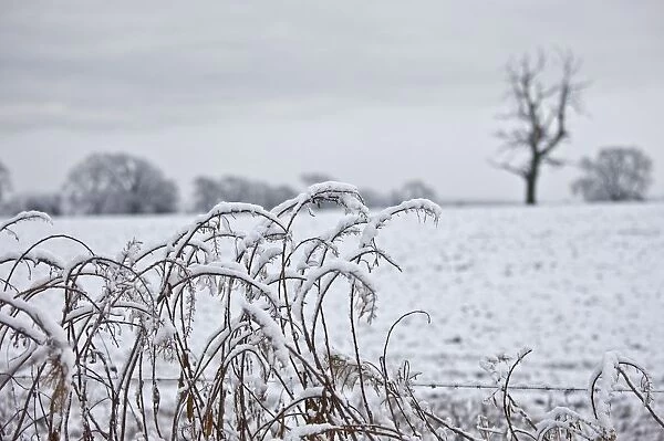 Snow Covered Trees And Field