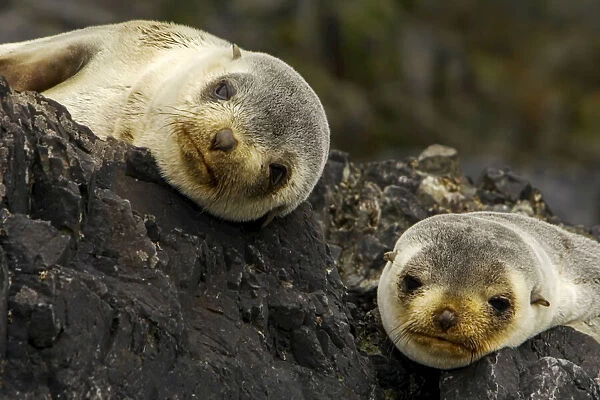Southern fur seals, Arctocephalus gazella, resting on jagged rocks