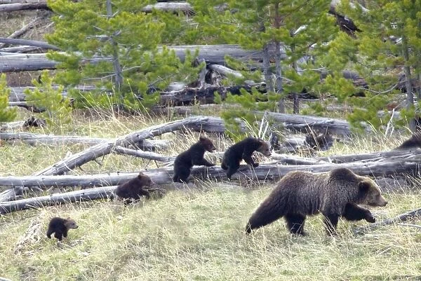 Sow Grizzly Bear (Ursus Arctos Horribilis) Leads And Guides Her Four Cubs (Extremely Rare) Through Yellowstone National Park; Wyoming, United States Of America