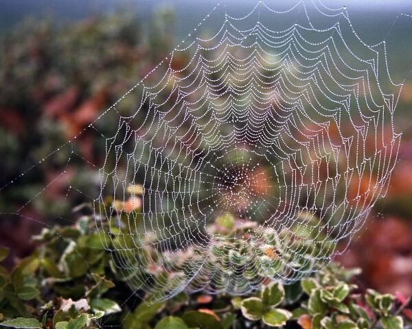Spider Web With Dew