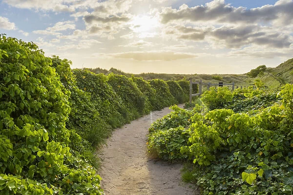 Sunny morning with a pathway lined with ivy plants next to the sand dunes at Bamburgh in Northumberland, England, United Kingdom