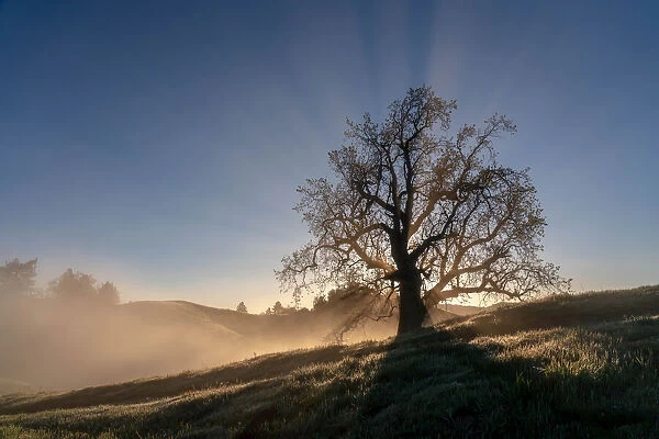 Sunrise light over an old oak tree