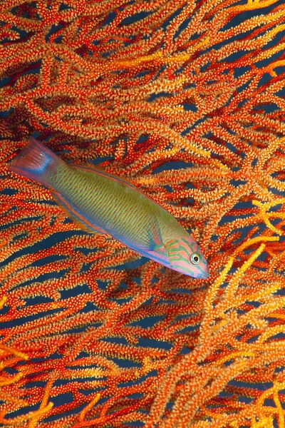 A Sunset Wrasse (Thalassoma Lutescens) Swimming In Front Of A Gorgonian Coral Fan; Fiji