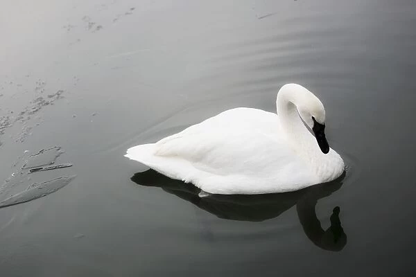 Swan In Calm Water