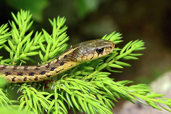 Thamnophis Sirtalis Common Garter Snakes Garter Snakes