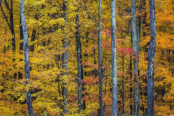 Tree Trunks and Autumn Leaves in Forest