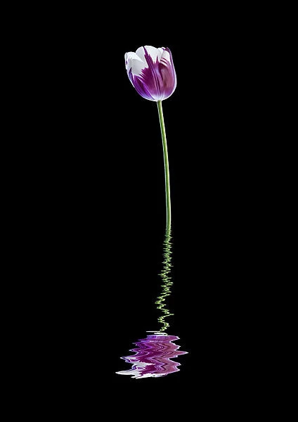 Tulip reflected in water