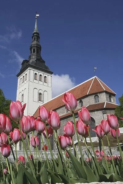 Tulips Outside Niguliste Church, Tallinn, Estonia
