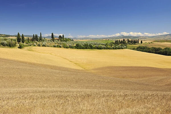 Tuscany Countryside with Wheat Field, in the Summer, Siena Province, Tuscany, Italy