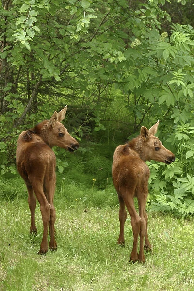 Twin Moose Calves 2-3 Weeks Old In Backyard Sc Ak Summer Anchorage