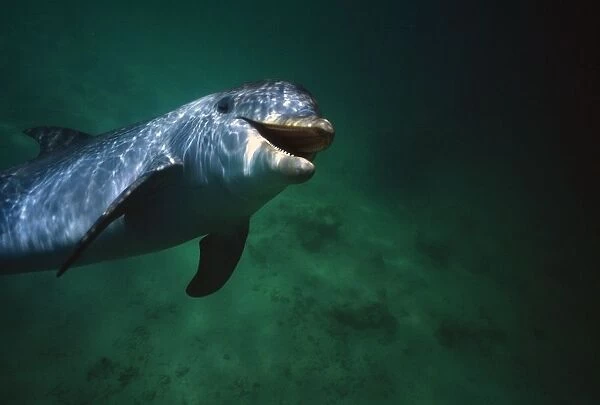 Underwater Close-Up Of Smiling Bottlenose Dolphin