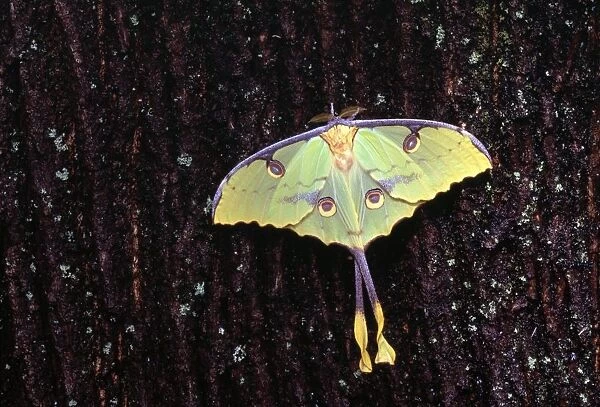 Unique Butterfly Resting On Tree Bark