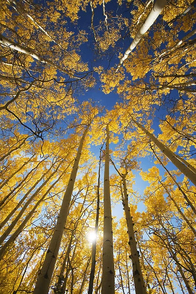 USA, Colorado, Near Steamboat Springs, Yellow Aspen Tree Canopy; Buffalo Pass