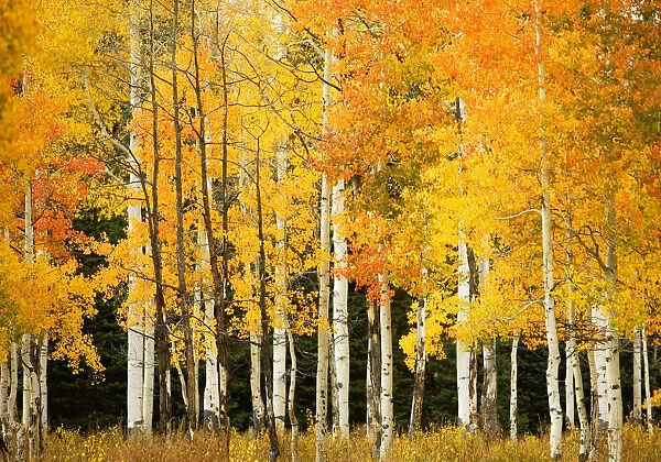 USA, Colorado, Near Steamboat Springs, Line Of Fall-Colored Aspen Trees; Buffalo Pass