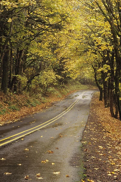USA, Columbia River Gorge National Scenic Area; Oregon, Road Through Colorful Fall Trees