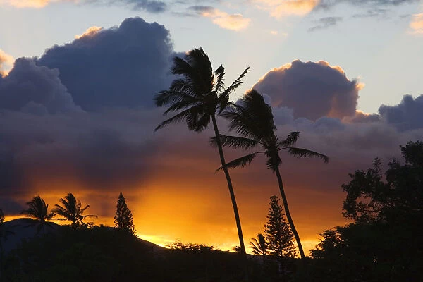 USA, Hawaii, Maui, puffy clouds at sunset; North Shore, Palm trees on hill