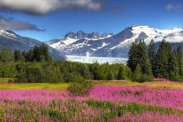 View Of The Mendenhall Glacier With A Field Of Fireweed In The Foreground, Southeast, Alaska Summer, Hdr Image