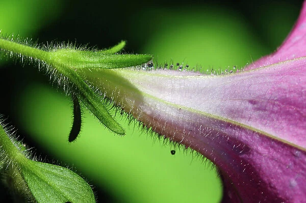 NA. Side view of a petunia flower after a rain, up close