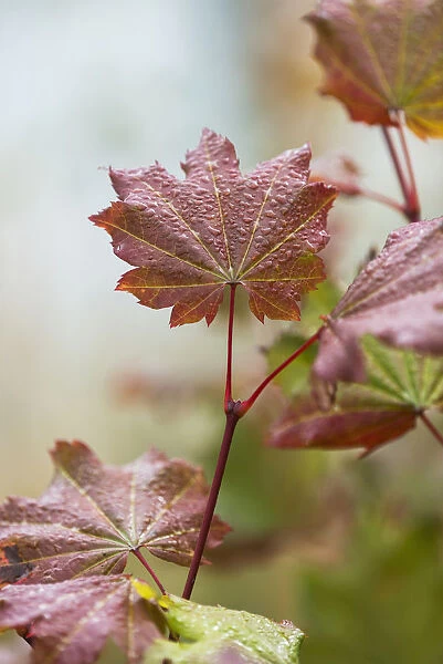 Vine Maple (Acer Circinatum) Grows In Lewis And Clark National Historic Park; Astoria, Oregon, United States Of America