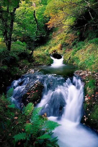 Waterfall In The Woods, Ireland