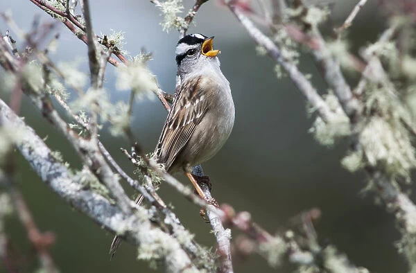 A White-Crowned Sparrow (Zonotrichia Leucophrys) Sings; Astoria, Oregon, United States Of America