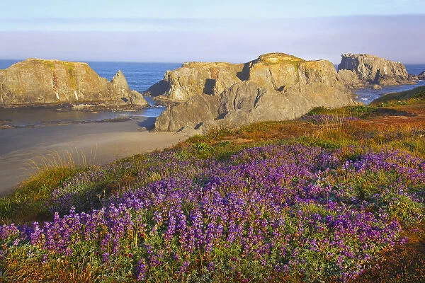 Wildflowers And Rock Formations Along The Coast At Bandon State Park; Bandon, Oregon, United States of America