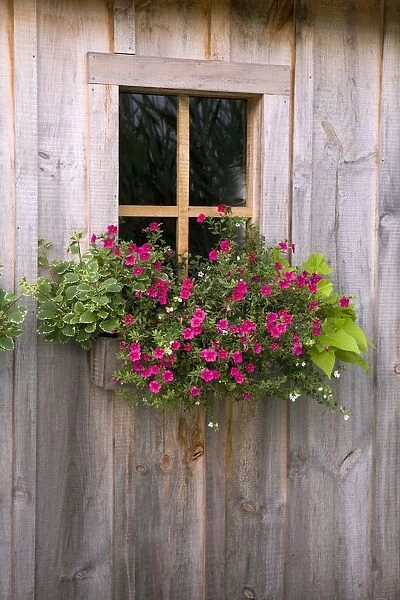 Wooden Shed With A Flower Box Under The Window; Flesherton, Ontario, Canada