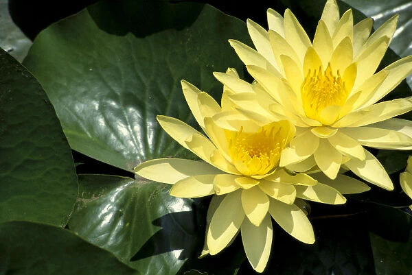 Two Yellow Water Lilies, Close-Up, Lily Pad