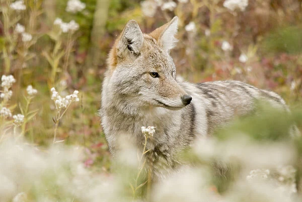 Young Coyote (Canis Latrans) In A Forest; Alberta, Canada