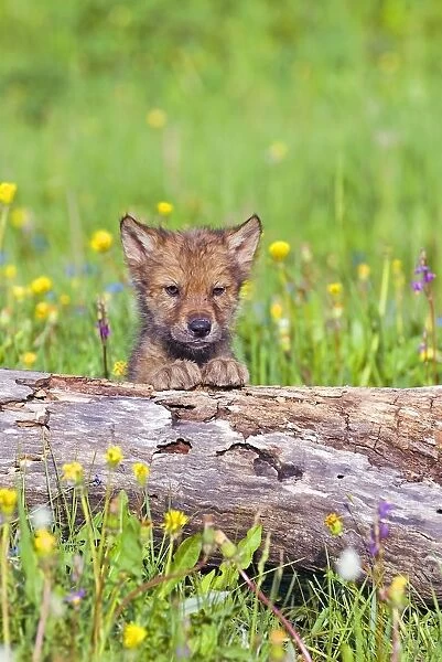 Young Wolf Cub Peering Over Log