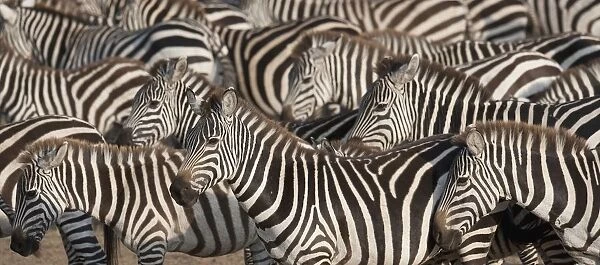 Zebras, Kenya, Africa