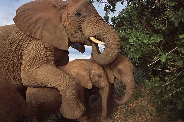 African Elephant (Loxodonta africana) orphan called Malalka, mothering a pair of young orphans