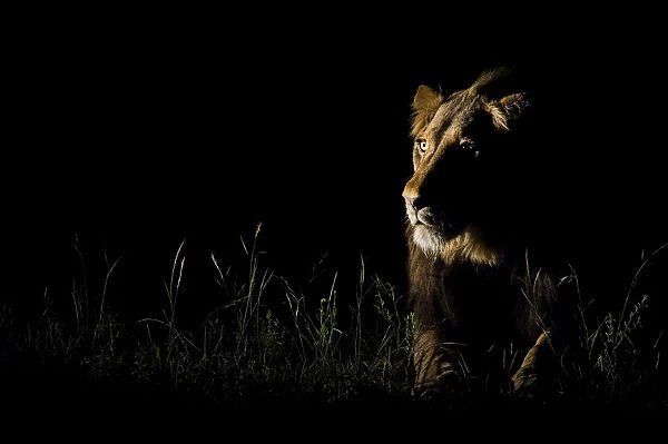 An alert male Lion (Panthera leo) listening to the night #19881349