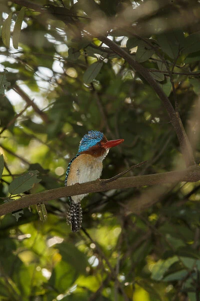 Banded Kingfisher (Lacedo pulchella), Khao Yai National Park, Thailand