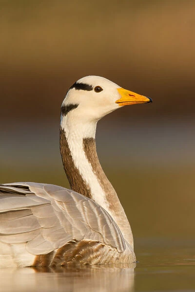 Bar-headed Goose (Anser indicus), Utrecht, The Netherlands