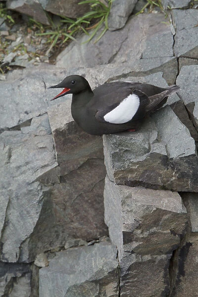 Black Guillemot (Cepphus grylle) calling, Newfoundland, Canada