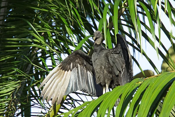 Black Vulture (Coragyps atratus) adult roosting in early morning, Golfito, Costa Rica
