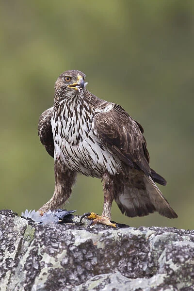 Bonellis Eagle (Aquila fasciata) female, Portugal