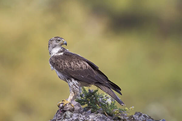 Bonellis Eagle (Aquila fasciata) male, Portugal