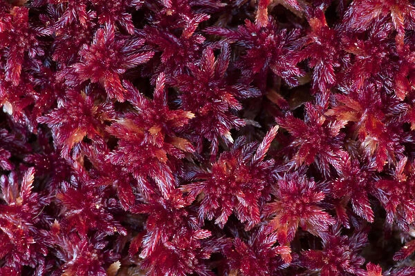 close-up of colored peat-moss (Sphagnum sp. ), Langsua National Park, Gausdal, Norway