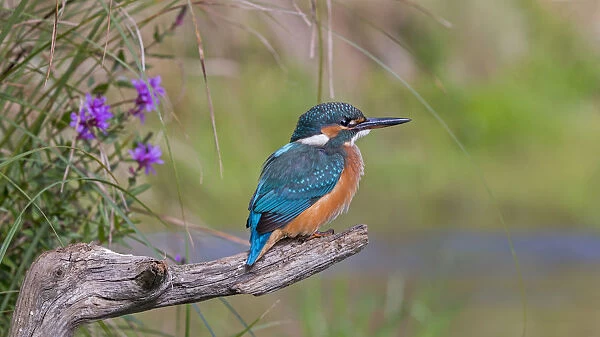 Common Kingfisher (Alcedo atthis) juvenile male, Saxony-Anhalt, Germany