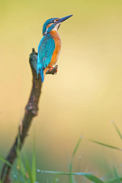Common Kingfisher (Alcedo atthis) male, Saxony-Anhalt, Germany
