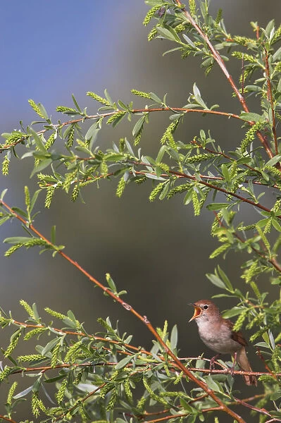 Common Nightingale (Luscinia megarhynchos) singing, Lesvos, Greece