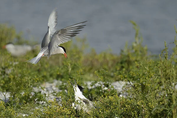 Common Tern (Sterna hirundo) and Sandwich Tern (Thalasseus sandvicensis), Texel, The