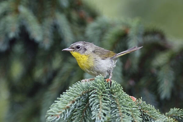 Common Yellowthroat (Geothlypis trichas) sub-adult male in winter, Canada