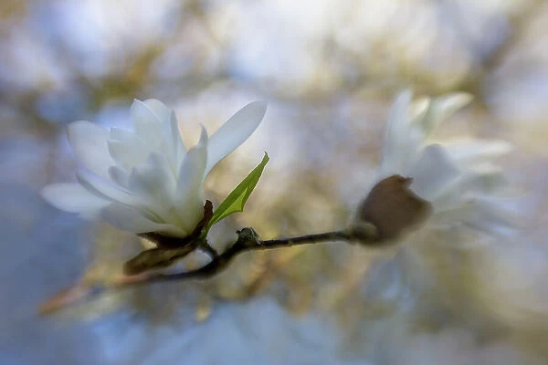 Creative impression of Magnolia flowers, The Netherlands
