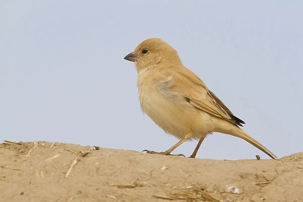 Desert Sparrow (Passer simplex) female, Morocco